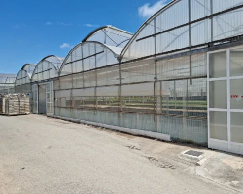 Madrid Semilleros -1