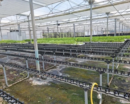 Madrid Semilleros -10