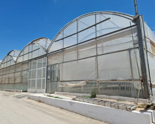 Madrid Semilleros -12