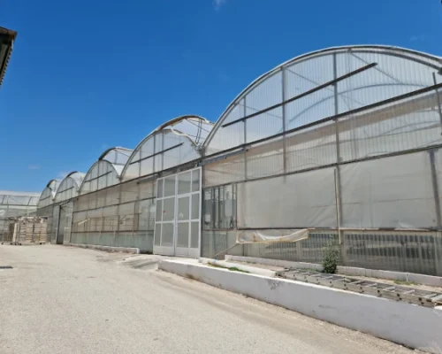 Madrid Semilleros -13