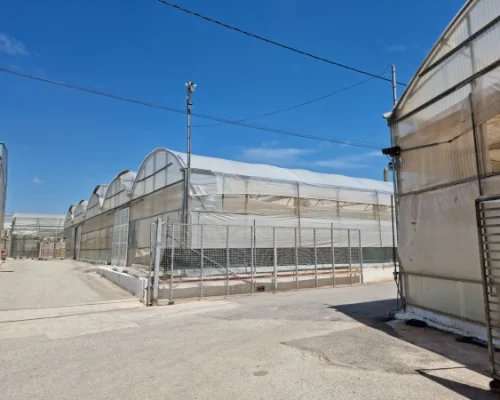 Madrid Semilleros -14