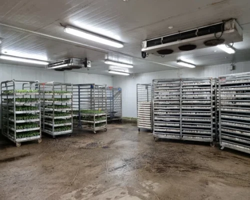 Madrid Semilleros -5