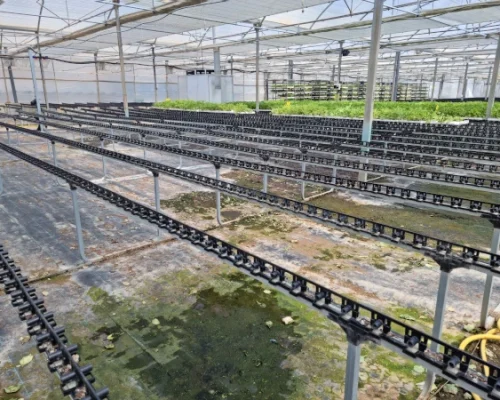 Madrid Semilleros -6