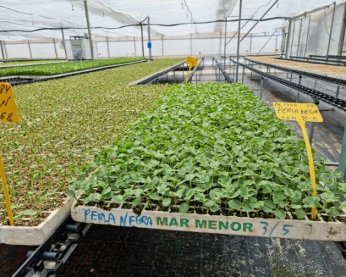 Madrid Semilleros -7