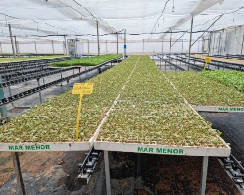 Madrid Semilleros -8