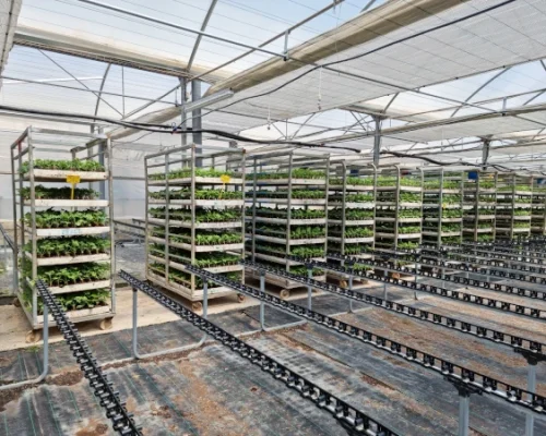 Madrid Semilleros -9